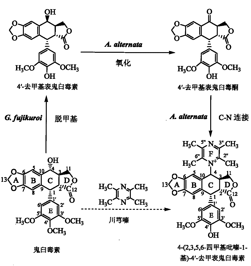 Biotransformation and purification method of 4-(2,3,5,6-tetramethylpyrazine-1-group)-4'-demethylepipodophyllotoxin