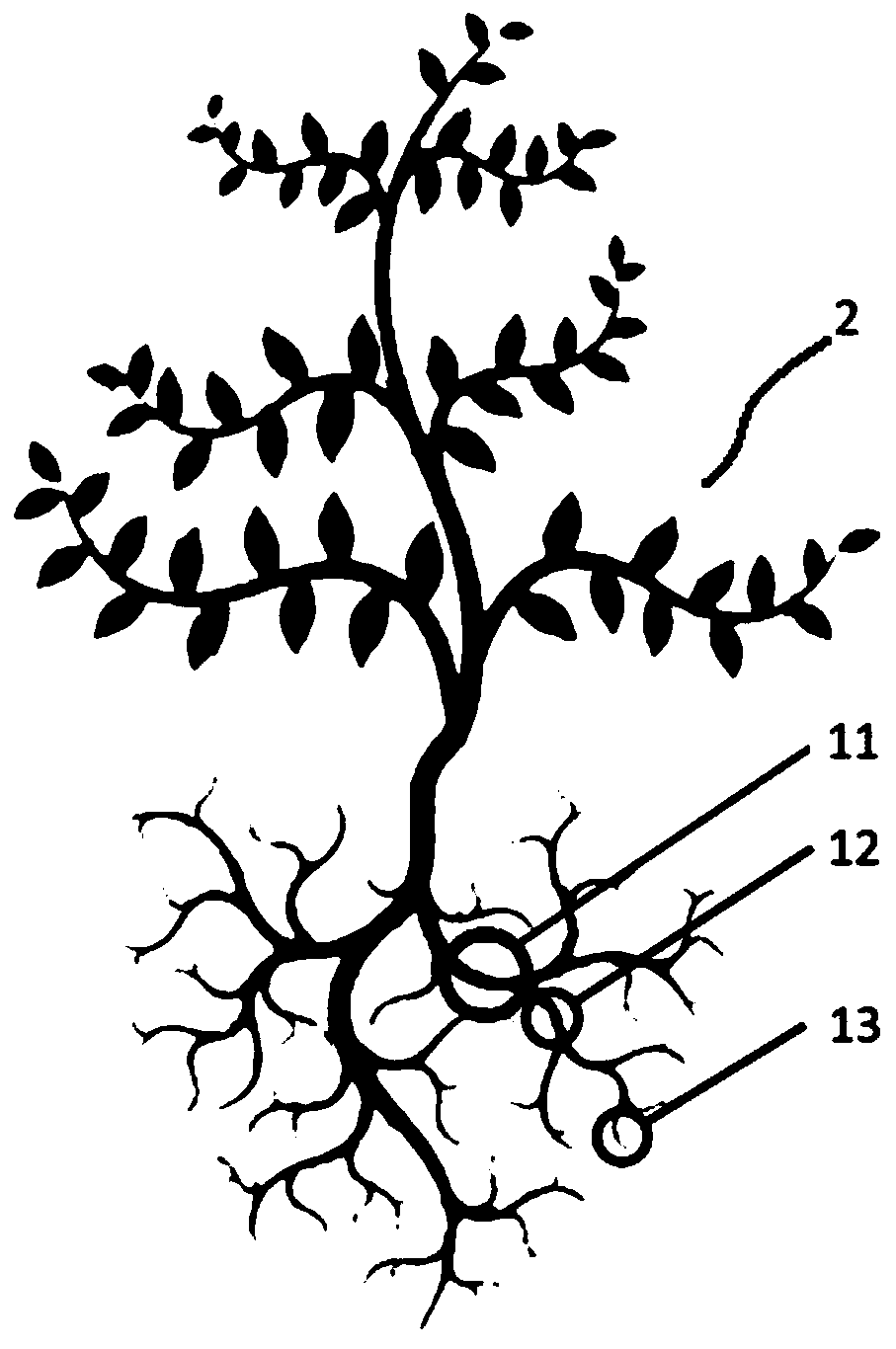 Plant propagation method