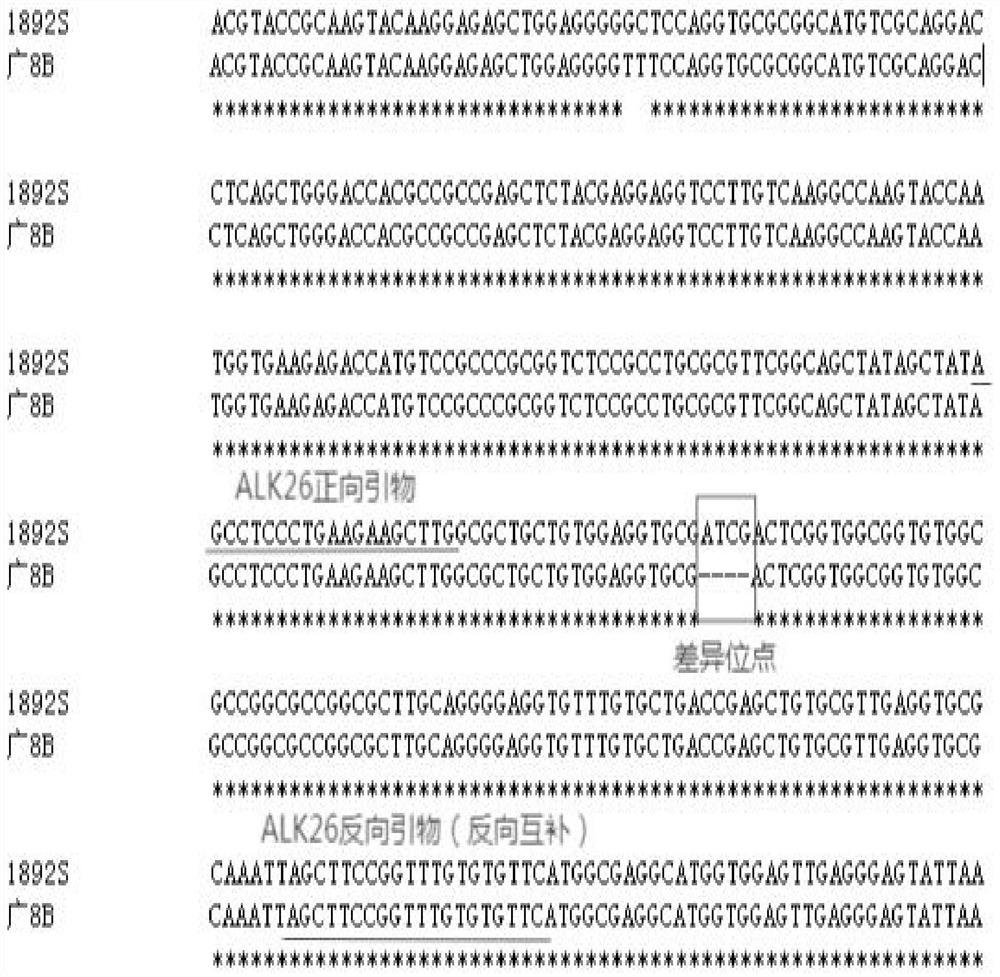 Molecular marker of rice gelatinization temperature gene ALK as well as primer and application of molecular marker