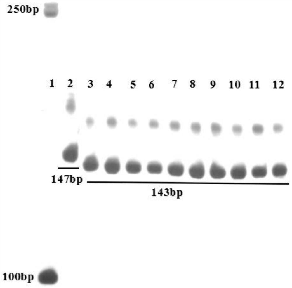 Molecular marker of rice gelatinization temperature gene ALK as well as primer and application of molecular marker