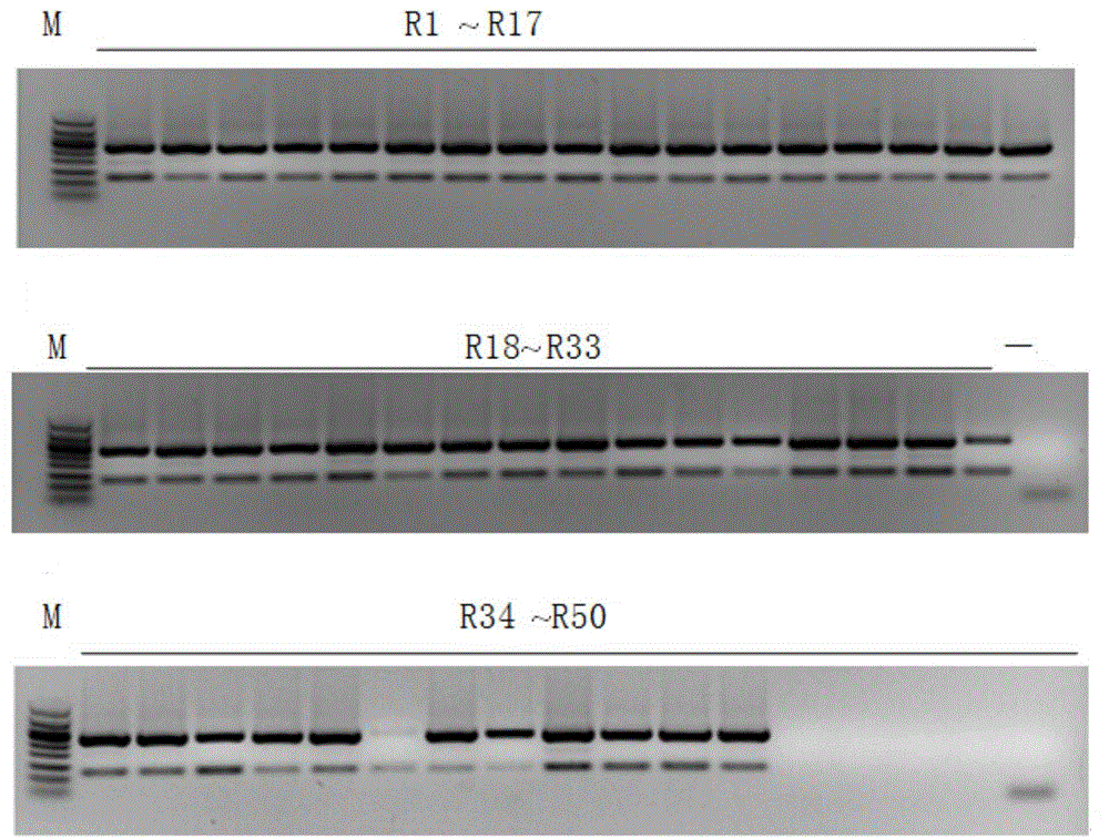 DNA (deoxyribonucleic acid) fragments of ginseng specificity RAPD (random amplified polymorphic DNA) mark, and primer pair and method for identifying SCAR mark of ginseng