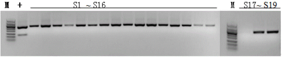 DNA (deoxyribonucleic acid) fragments of ginseng specificity RAPD (random amplified polymorphic DNA) mark, and primer pair and method for identifying SCAR mark of ginseng