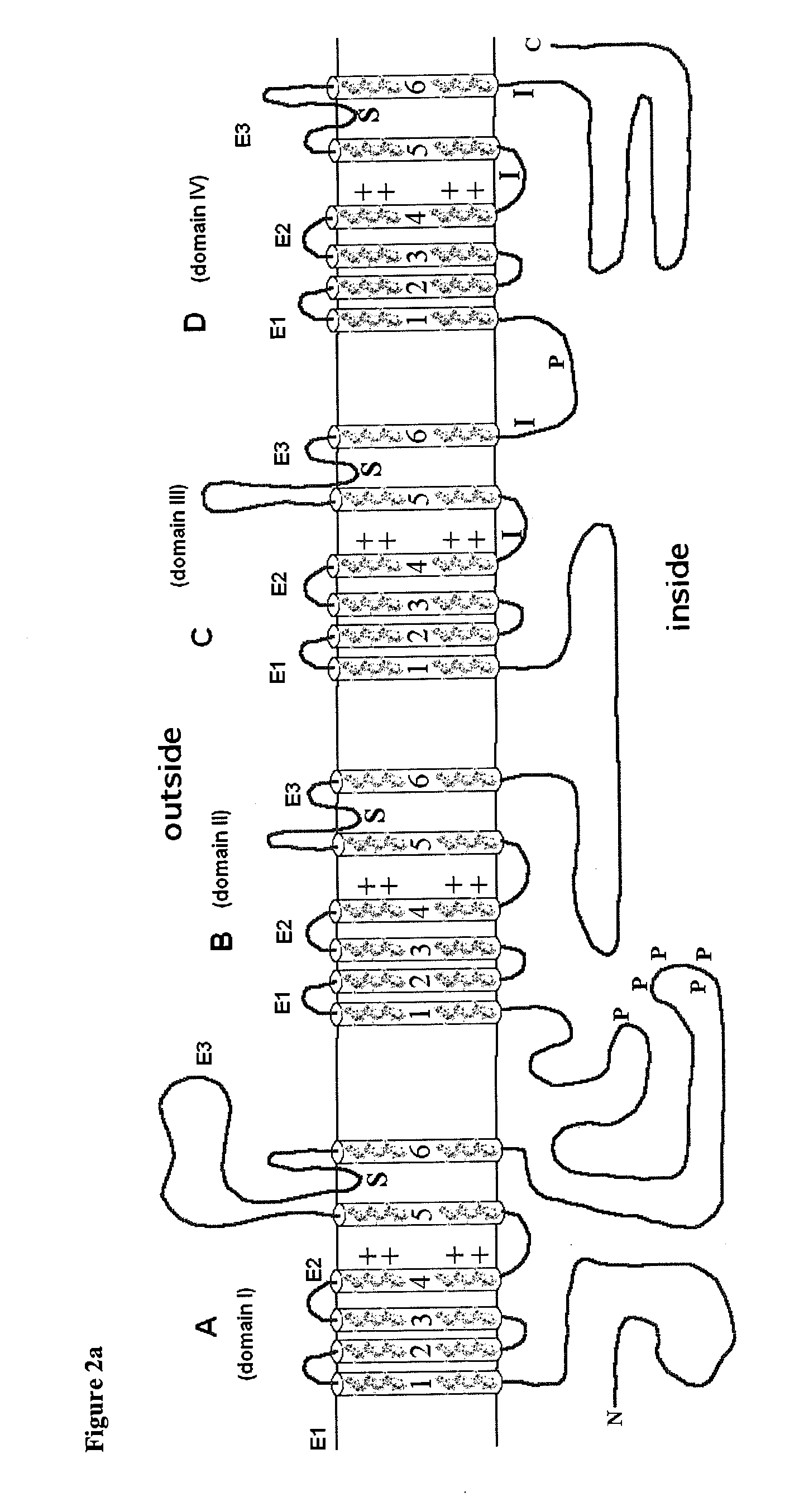 FUNCTION MODIFYING NAv 1.7 ANTIBODIES