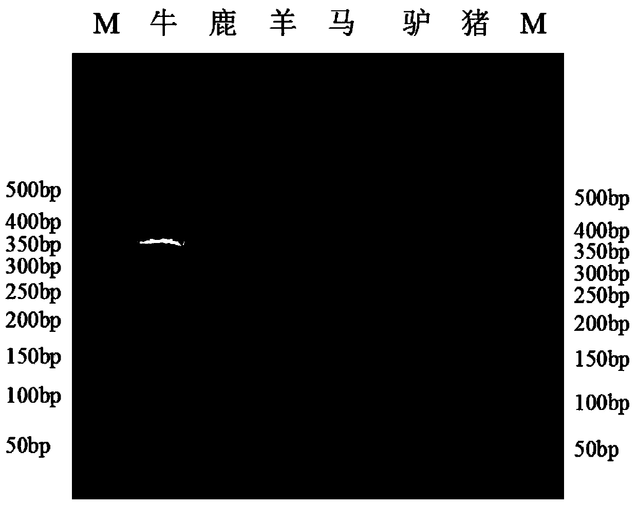 Primer system for PCR (polymerase chain reaction) identification of deer/cattle/sheep/horse/donkey/pig animal skin tissue DNA (deoxyribonucleic acid)