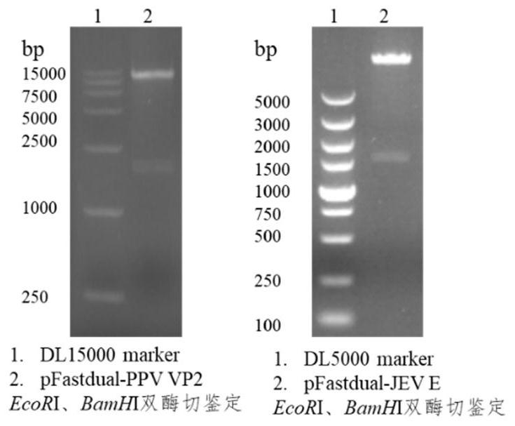 Porcine parvovirus and Japanese encephalitis bivalent subunit vaccine as well as preparation method and application thereof