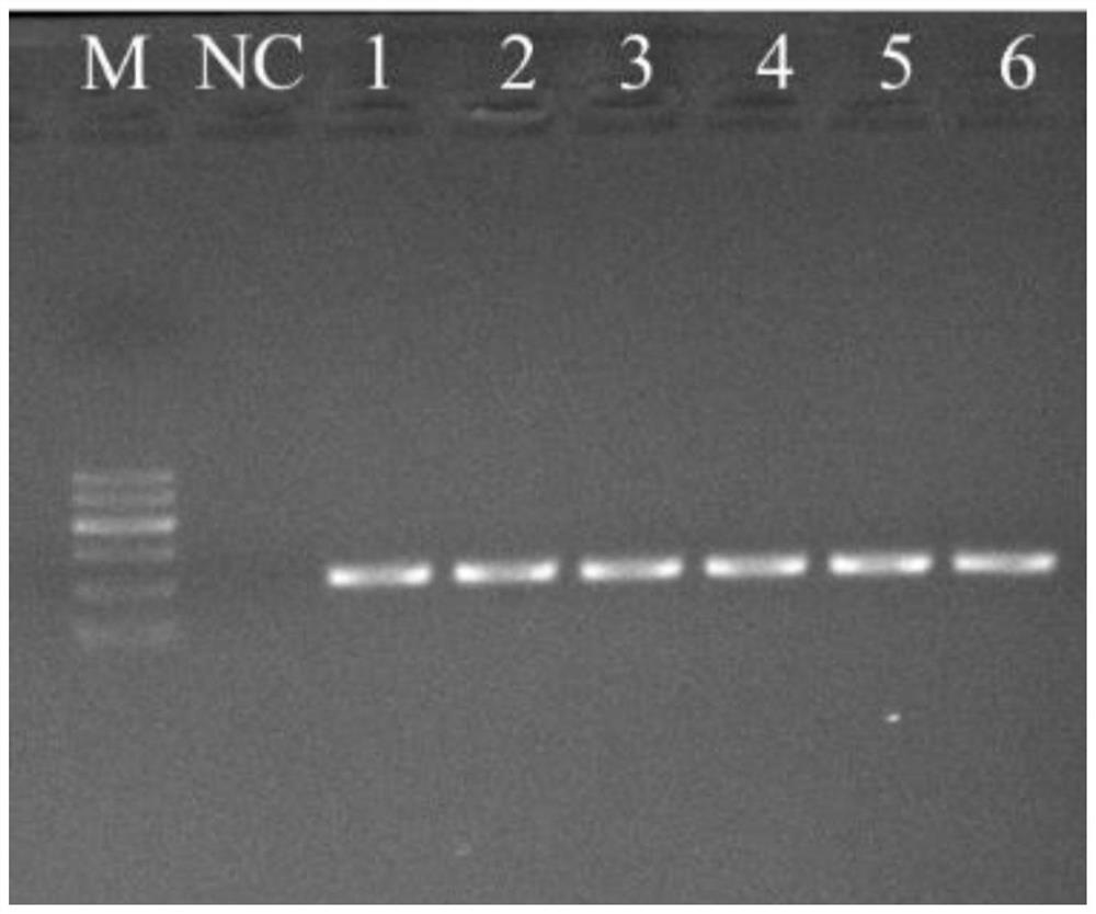 Method for detecting environment DNA of giant salamander distribution