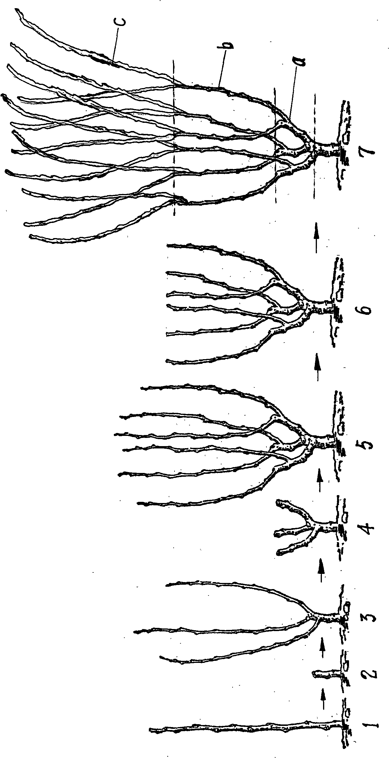 Incubation method of open-centralized shape mulberry