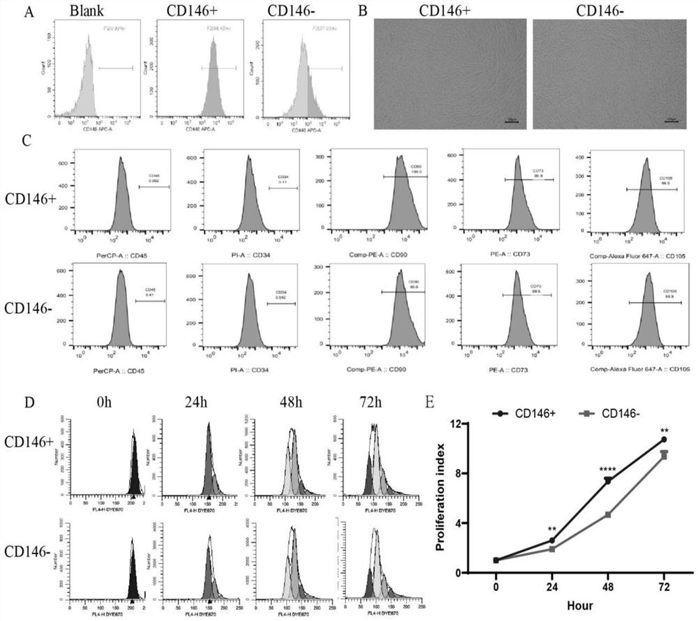 Application of CD146 + mesenchymal stem cell subpopulation in preparation of medicine for preventing and treating premature ovarian failure