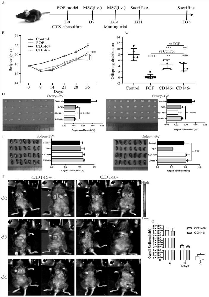 Application of CD146 + mesenchymal stem cell subpopulation in preparation of medicine for preventing and treating premature ovarian failure