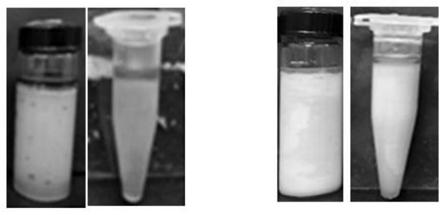 Salvia extract nanocrystal self-stabilizing pickering emulsion and preparation method thereof