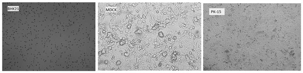 Universal serum-free medium supporting multiple vaccine cell adherent or suspension culture and preparation method thereof