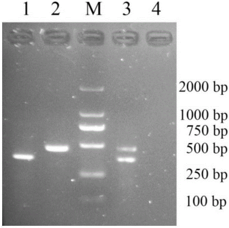 Method for identifying duck meat mixed in mutton