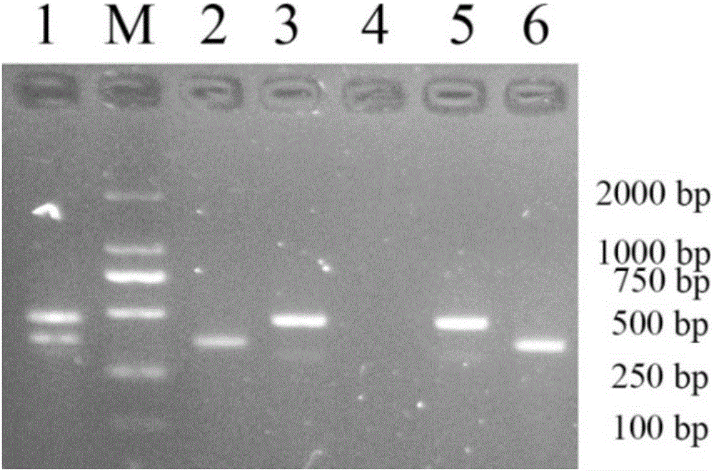 Method for identifying duck meat mixed in mutton