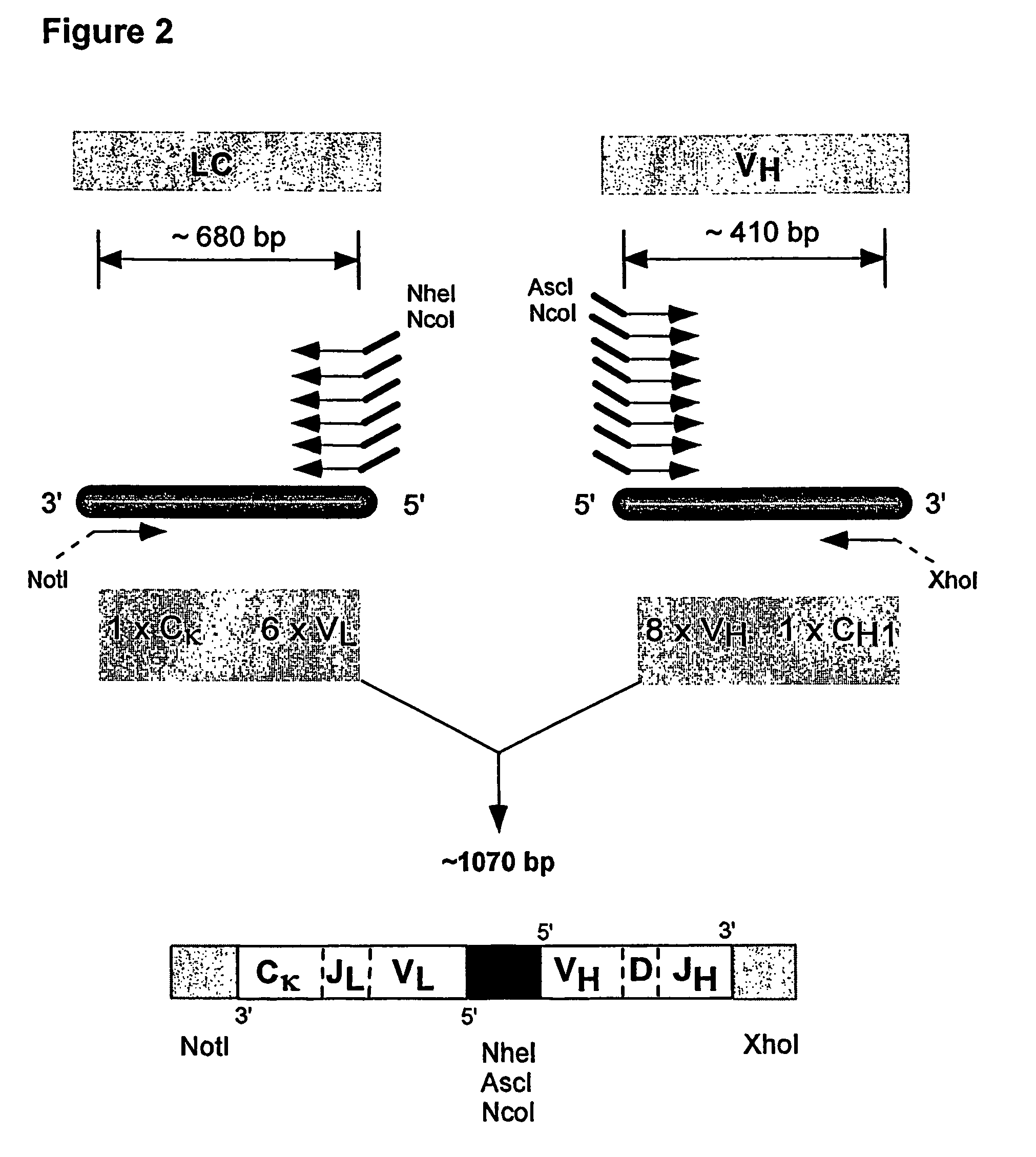 Method for linking sequences of interest