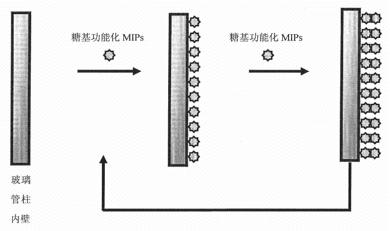 Method for preparing glycosyl functional bacterial toxin molecularly imprinted column and application thereof
