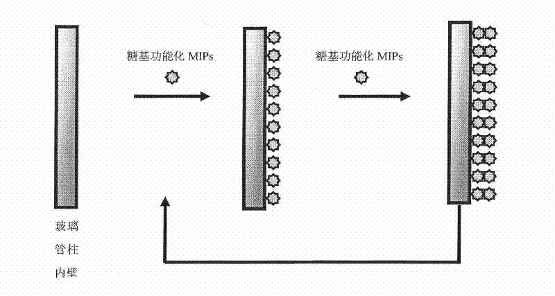 Method for preparing glycosyl functional bacterial toxin molecularly imprinted column and application thereof