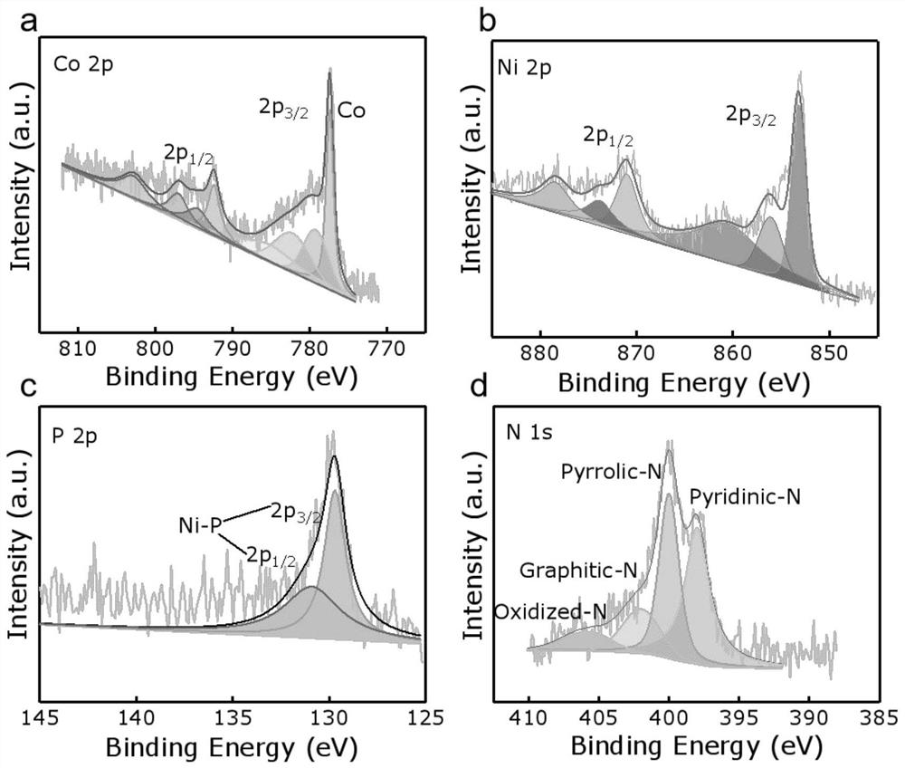 Nitrogen-doped carbon-based Co/Ni12P5 oxygen evolution catalyst as well as preparation method and application thereof