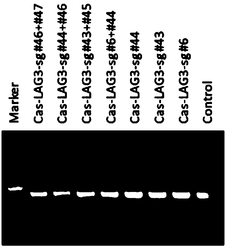 SgRNAs specifically targeting to LAG-3 gene and method for specifically knocking out LAG-3 gene
