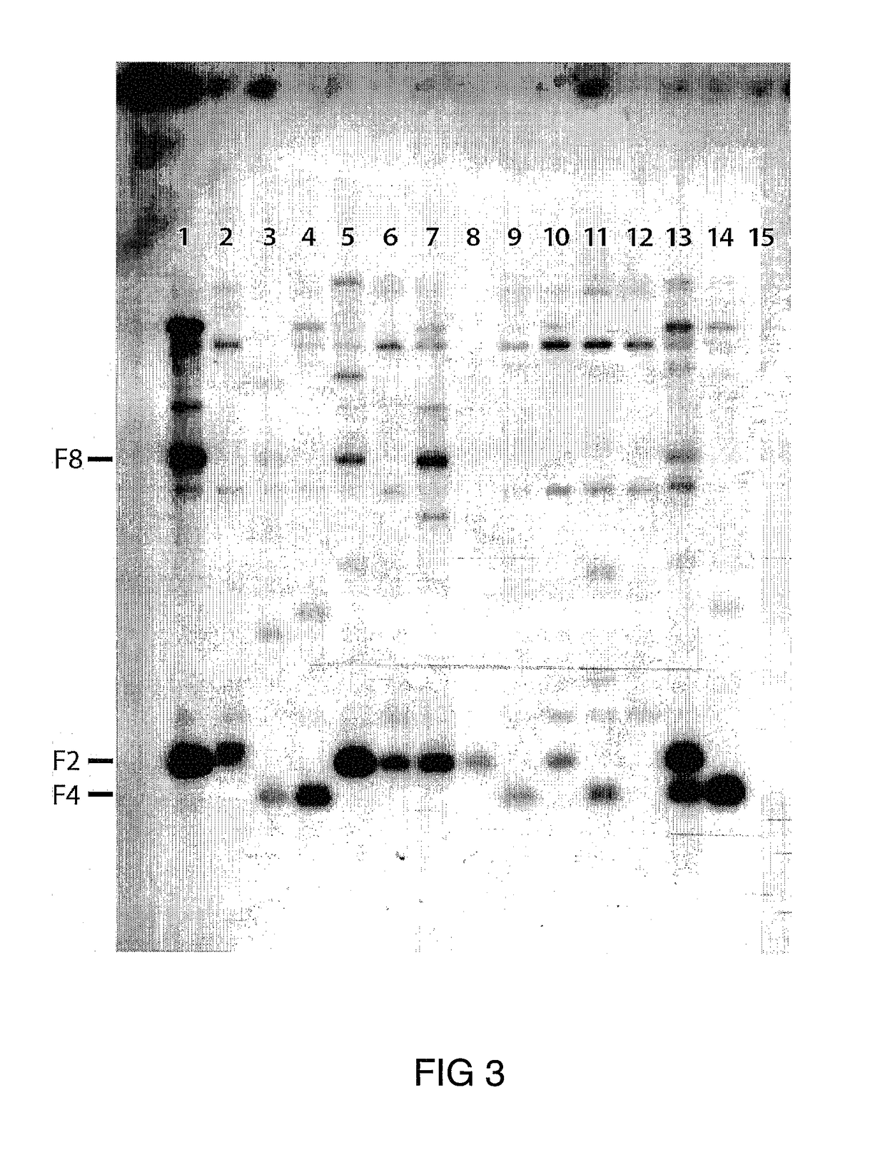 Polysaccharide synthases