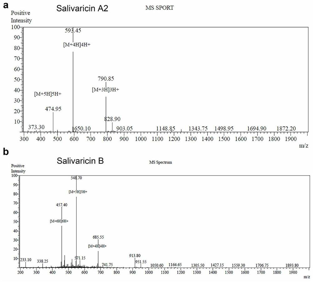 Application of salivaricin in the preparation of medicines for preventing and/or treating autoimmune diseases