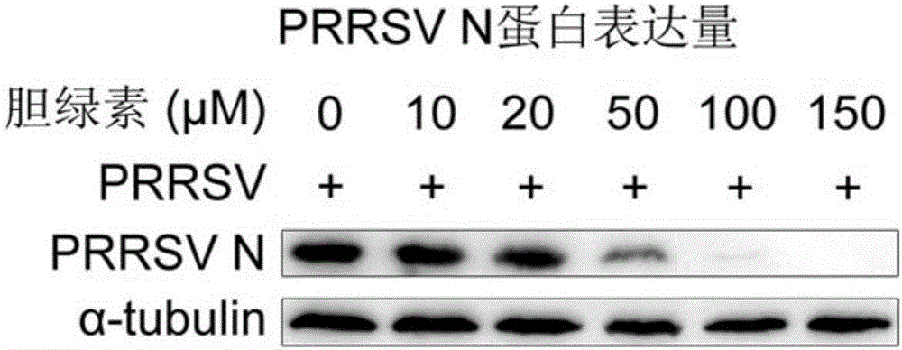 Biliverdin preparation and application thereof in prevention and treatment of porcine reproductive and respiratory syndrome, and detection method