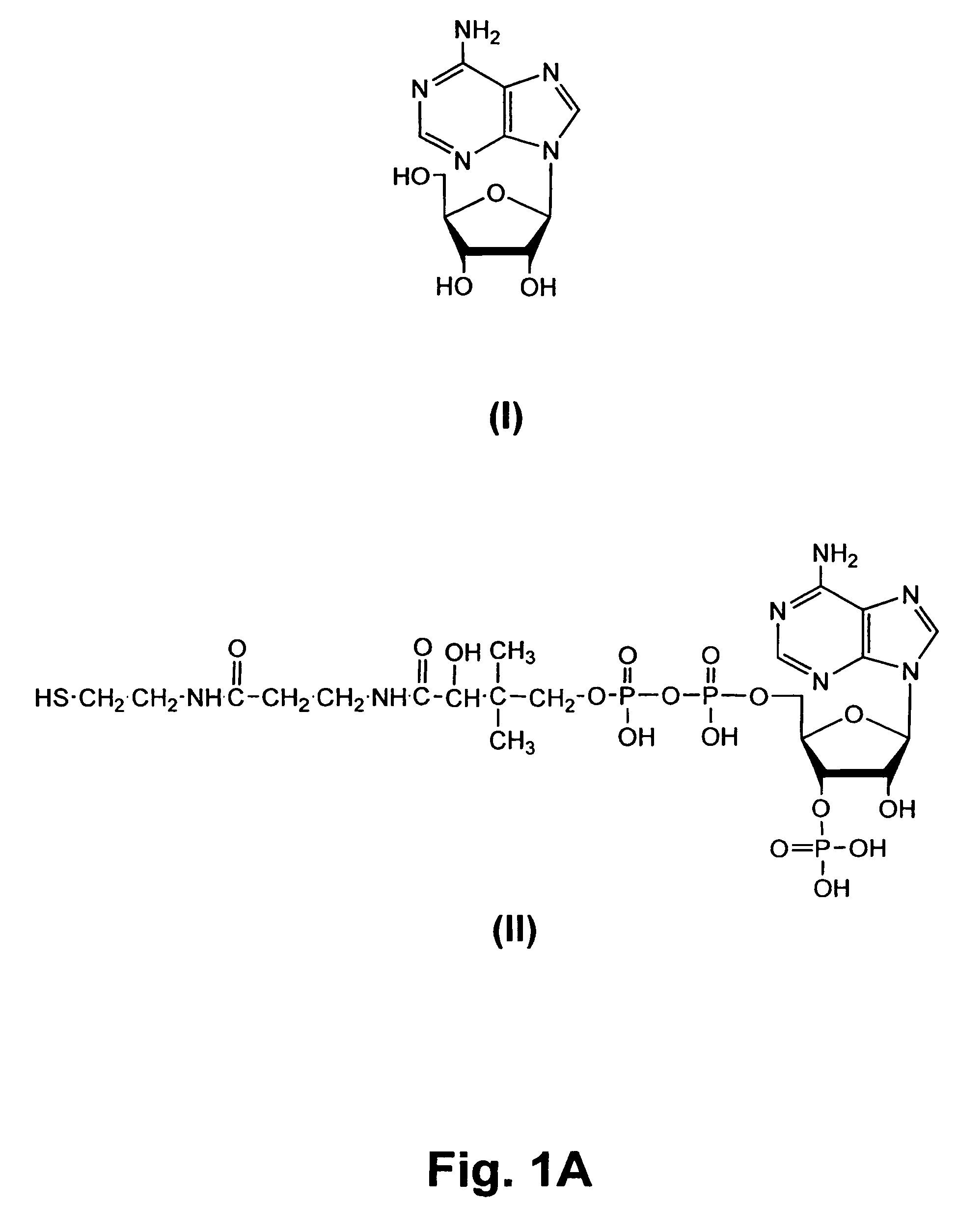 RNA containing coenzymes, biotin, or fluorophores, and methods for their preparation and use