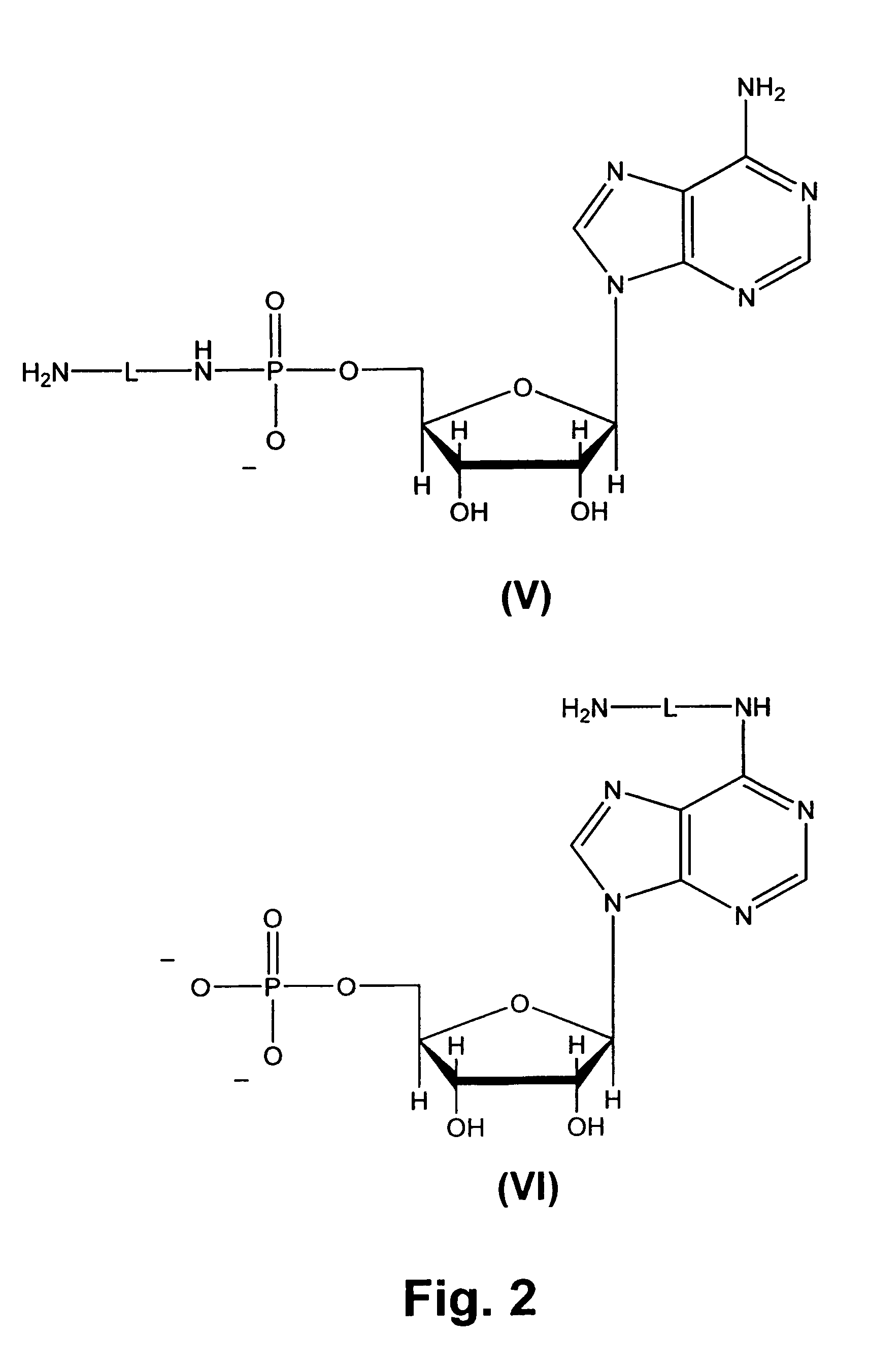 RNA containing coenzymes, biotin, or fluorophores, and methods for their preparation and use