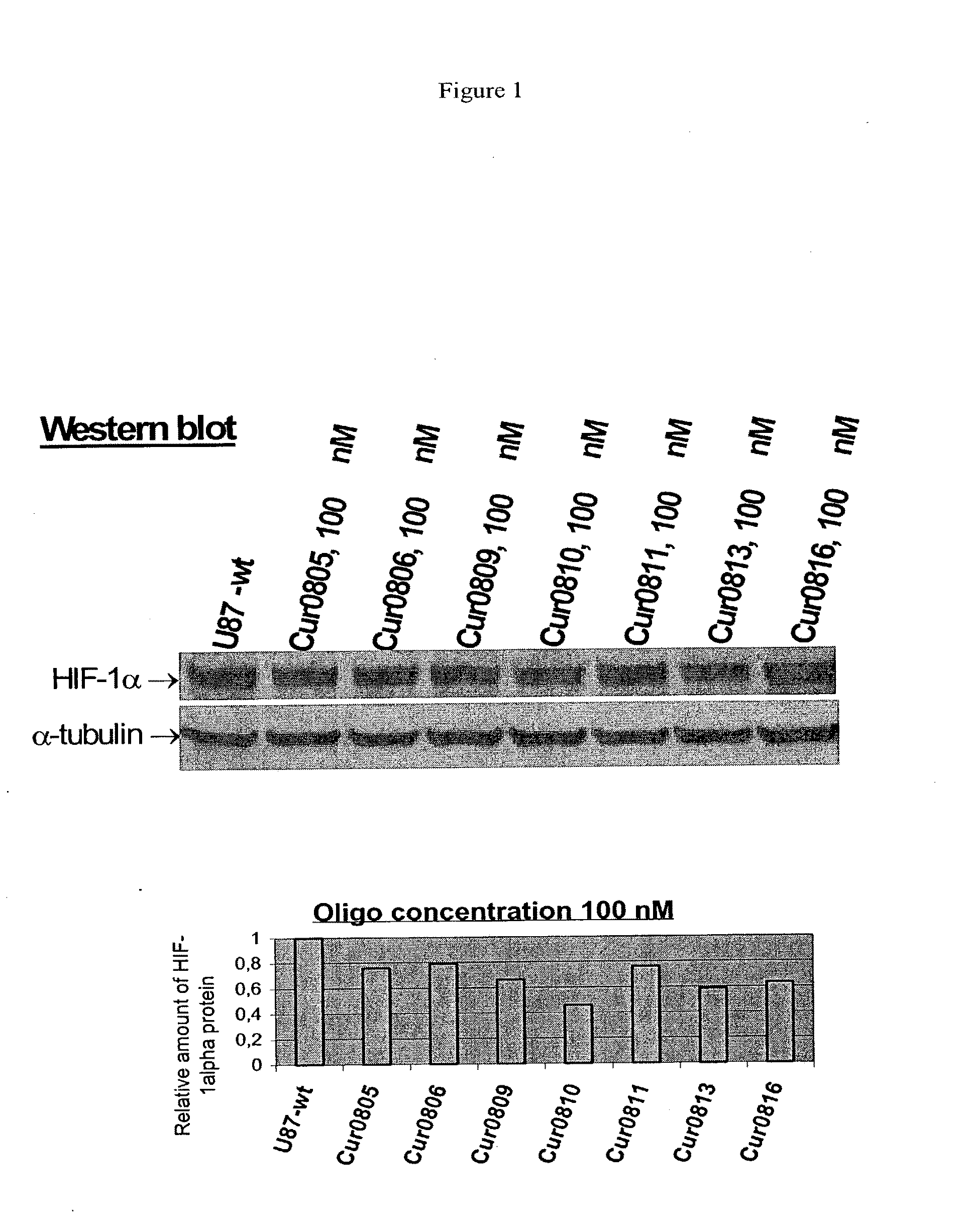 OLIGOMERIC COMPOUNDS FOR THE MODULATION OF HIF-1alpha EXPRESSION
