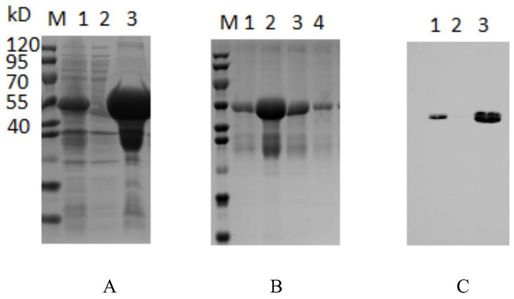 Recombinant canine sourced antibody scFv-Fc against H3N2 canine influenza virus