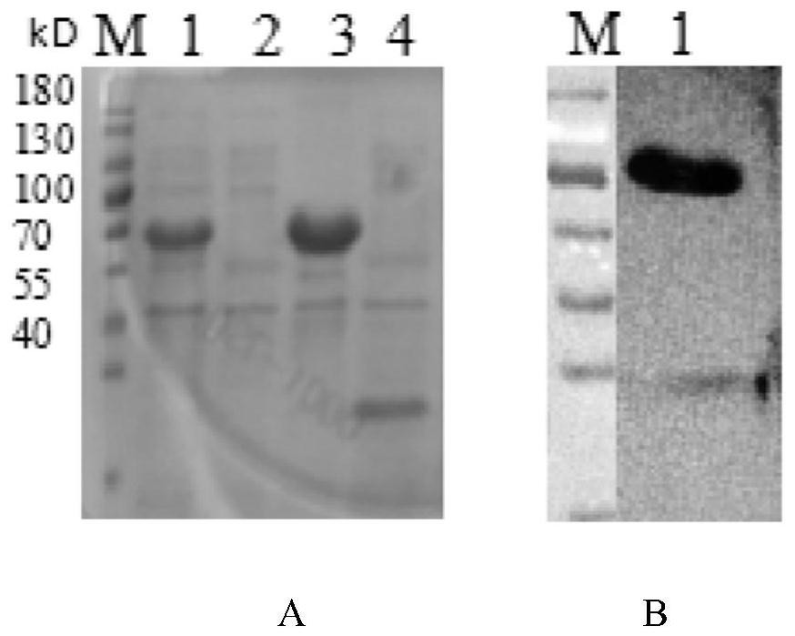 Recombinant canine sourced antibody scFv-Fc against H3N2 canine influenza virus