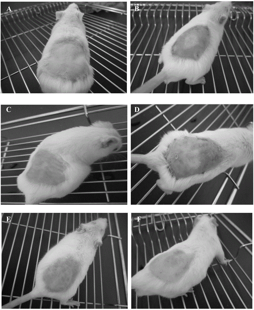 Composition with functions of delaying skin photoaging and/or resisting radiation and application thereof