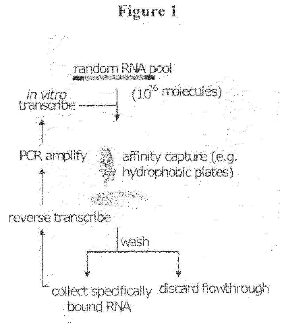 Aptamer-mediated intracellular delivery of oligonucleotides