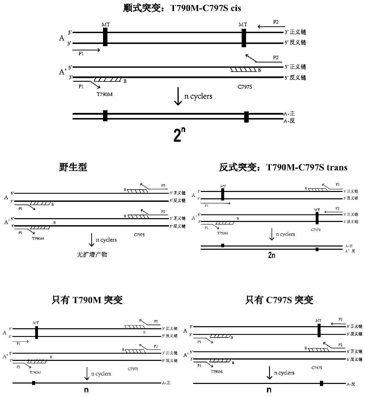 Detection method of EGFR T790M and C797S cis mutation