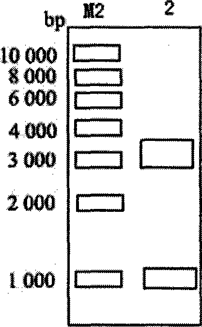 Recombinant plasmid and construction method thereof