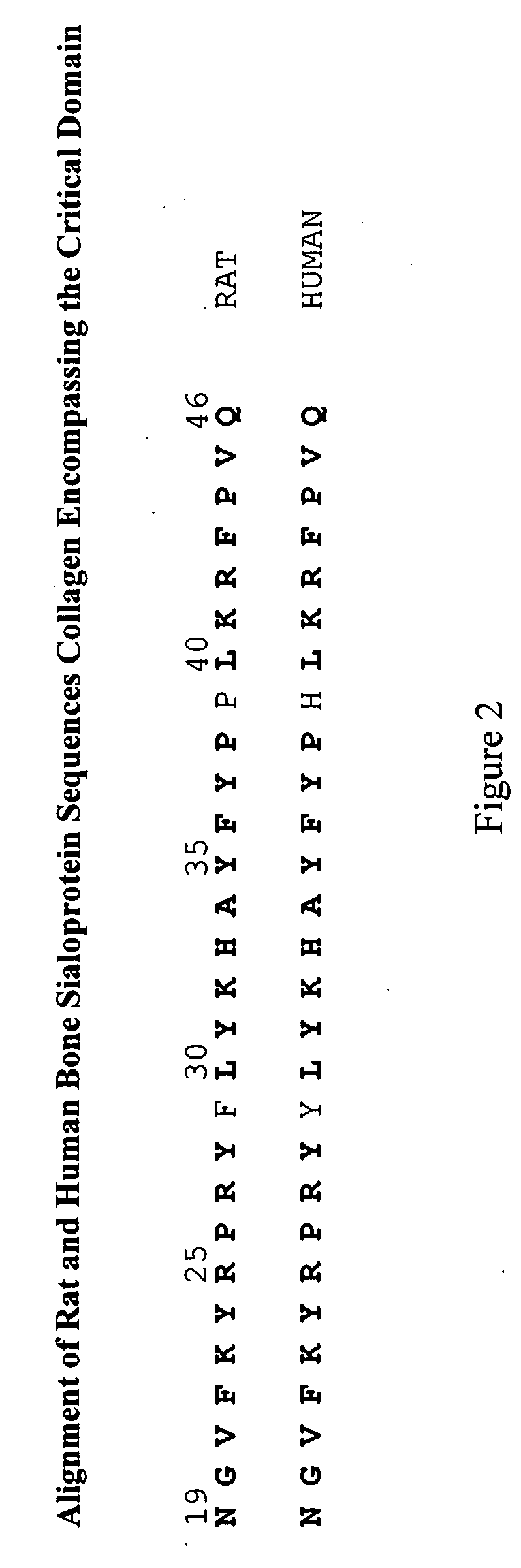 Bone Sialoprotein Collagen-Binding Peptides