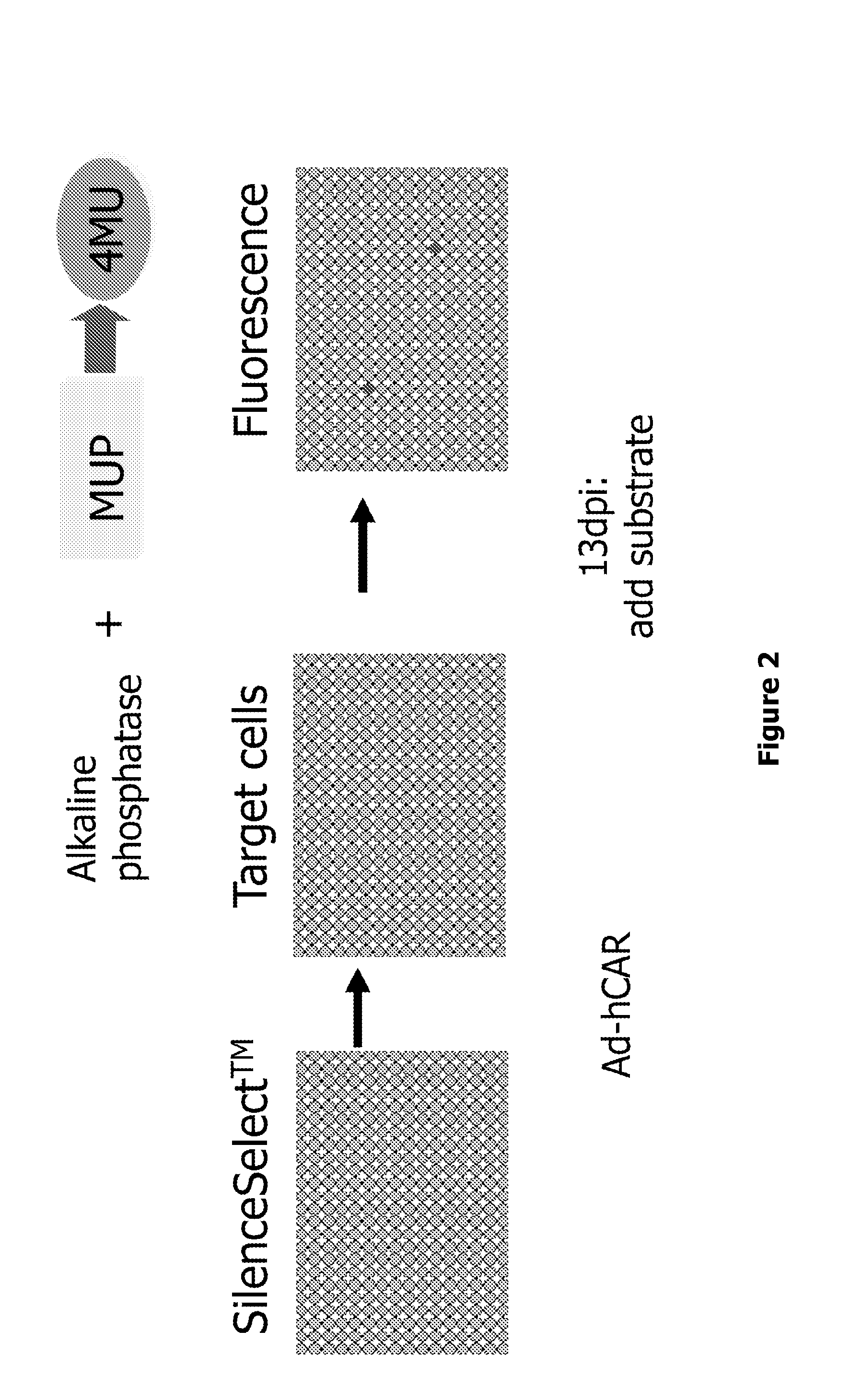 Methods, Agents, and Compound Screening Assays for Inducing Differentiation of Undifferentiated Mammalian Cells into Osteoblasts