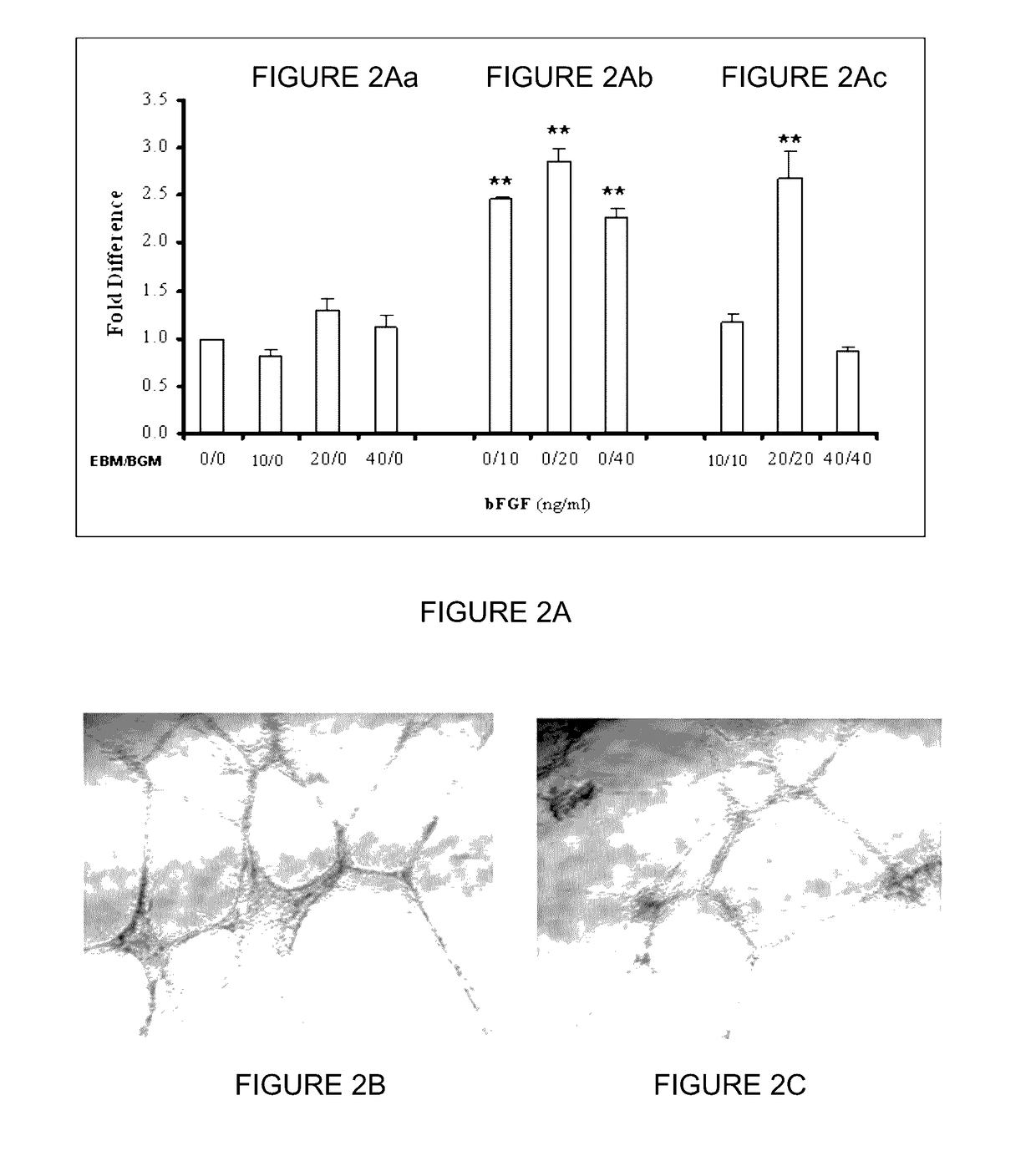 Hemangio colony forming cells and non-engrafting hemangio cells