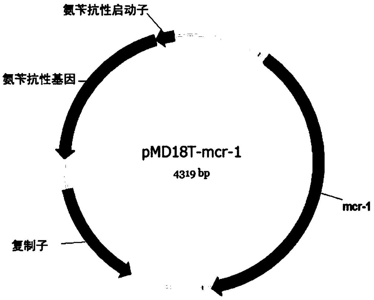 Novel kit for rapidly detecting bacterial mcr-1 gene and detection method of kit