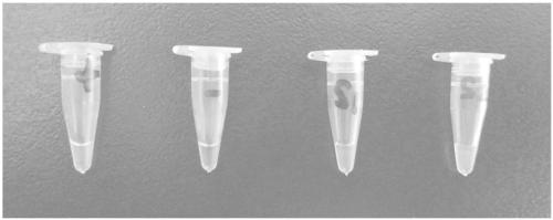 Novel kit for rapidly detecting bacterial mcr-1 gene and detection method of kit