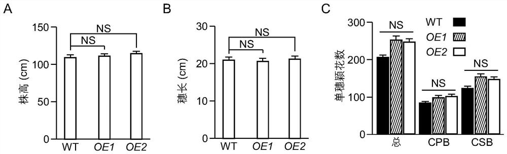 Long-chain non-coding RNA (Ribonucleic Acid) gene for increasing rice yield and application thereof