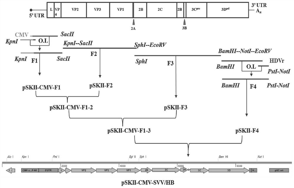 A kind of Seneca valley virus recombinant plasmid, recombinant virus and construction method