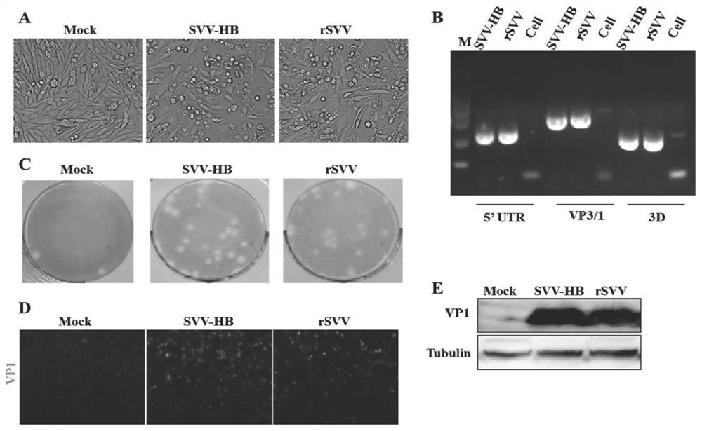 A kind of Seneca valley virus recombinant plasmid, recombinant virus and construction method