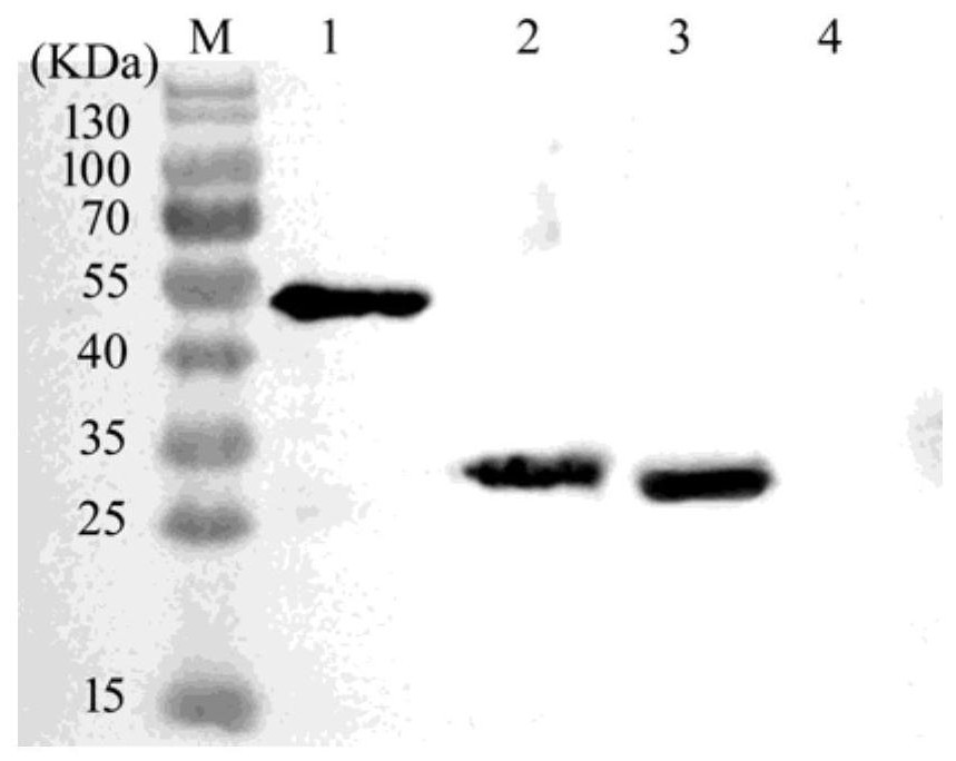 ELISA kit for detecting iridescent virus antibody in largemouth bass and its detection method