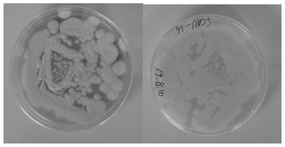 Entomogenous fungus strain with high pathogenicity to prodenia litura and application thereof
