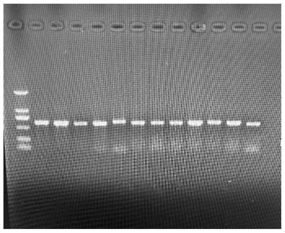 Entomogenous fungus strain with high pathogenicity to prodenia litura and application thereof