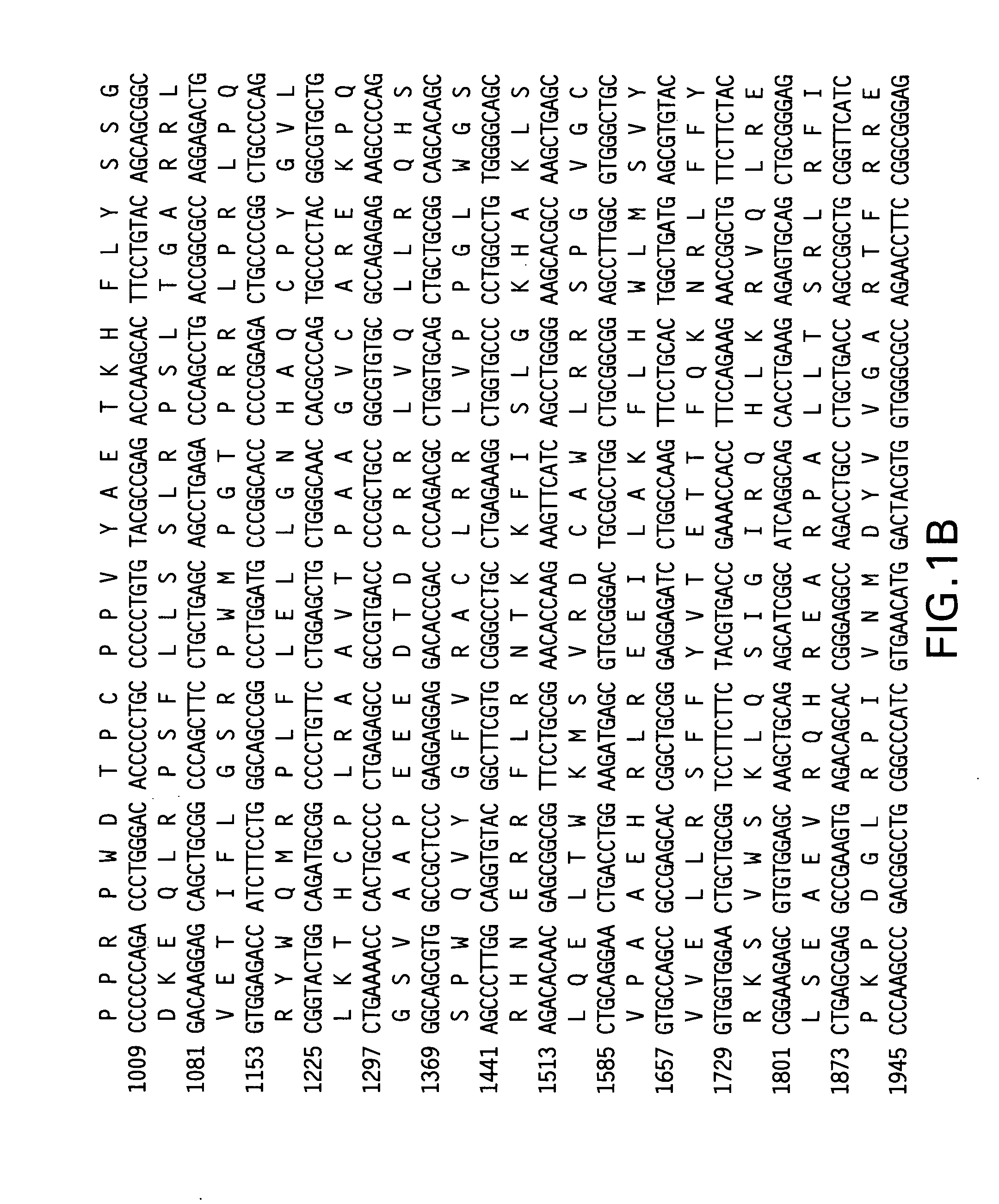 Telomerase reverse transcriptase fusion protein, nucleotides encoding it, and uses thereof
