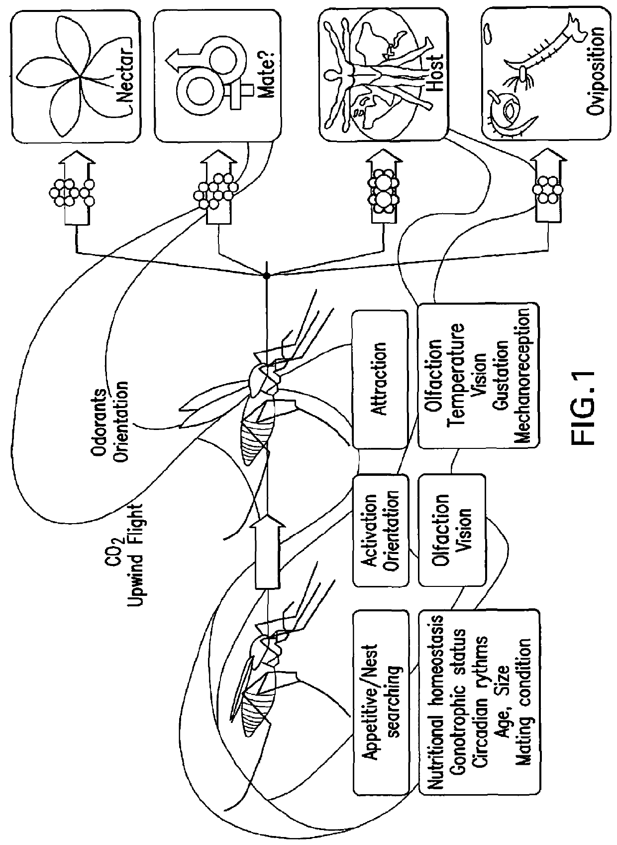 Composition for inhibition of insect host sensing