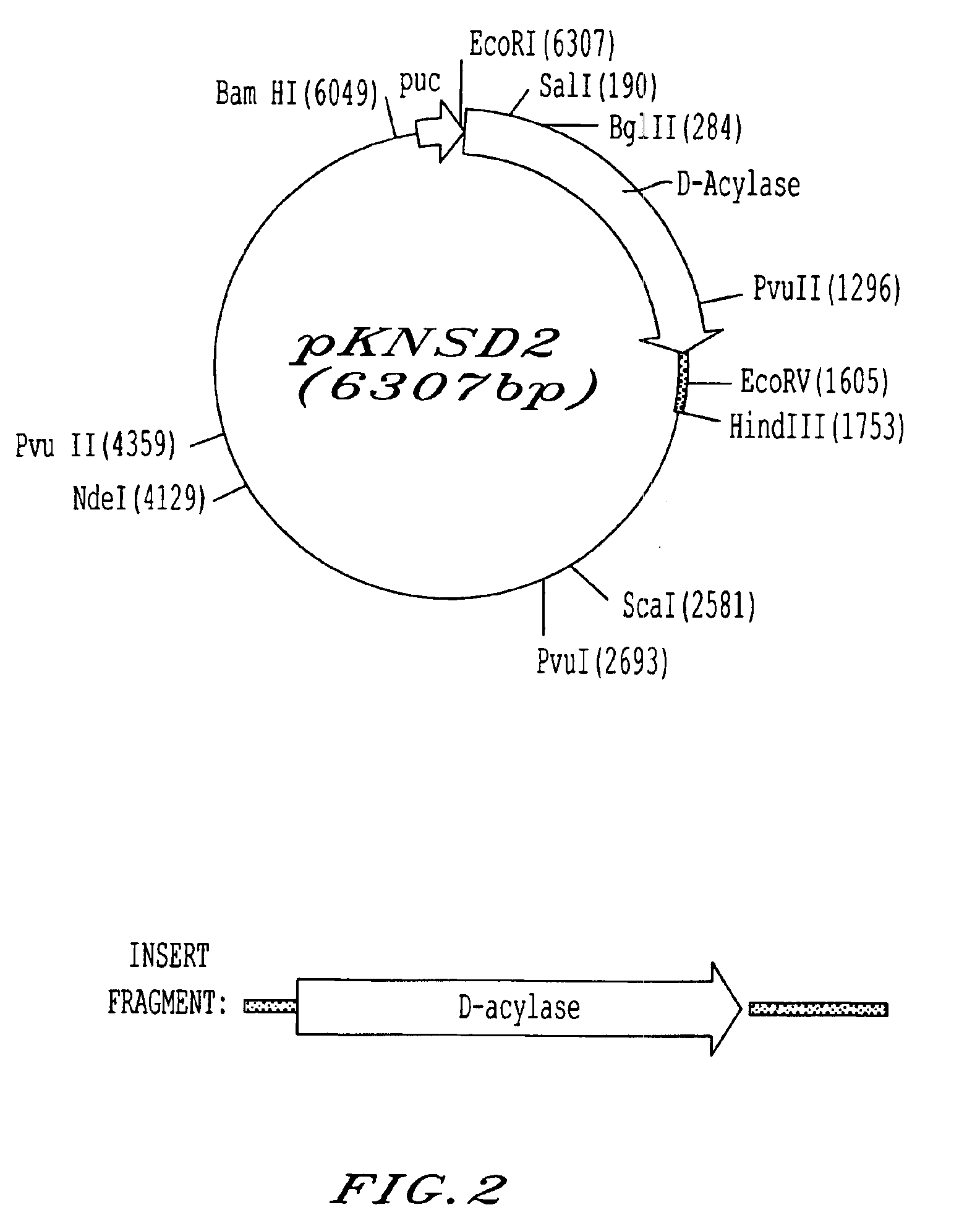 Transformed microorganism and process for producing D-aminoacylase