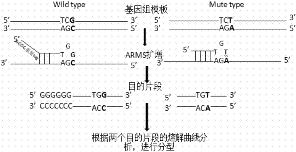 Human ApoE gene polymorphism detection kit based on ARMS-PCR melting curve method