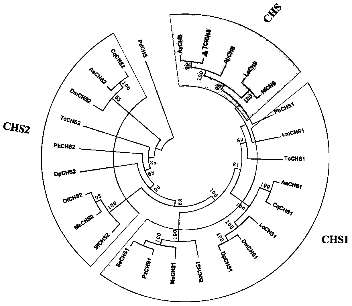 Chitin synthase gene and dsRNA of the brown orange aphid
